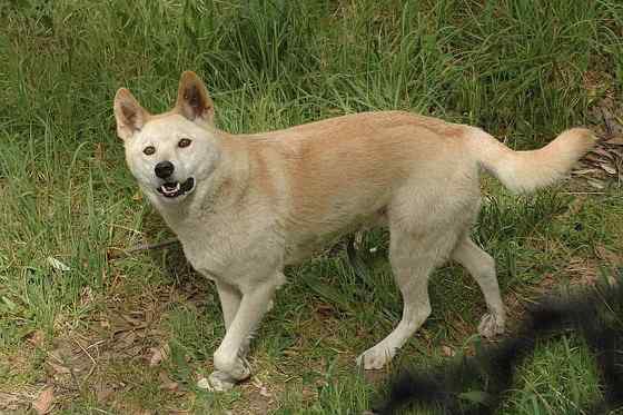 澳洲野狗 最著名的外来入侵物种 澳洲野狗 最著名的外来入侵物种