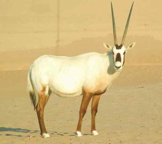 阿拉伯大羚羊 Arabian Oryx