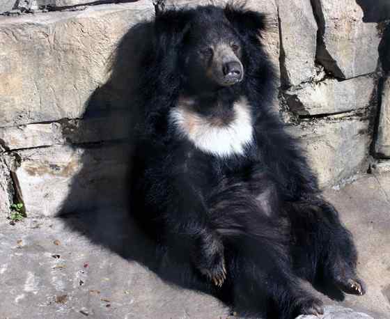 吃蚂蚁的熊--懒熊