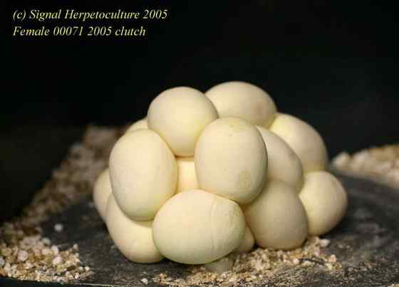 养蟒蛇当宠物  绿树蟒