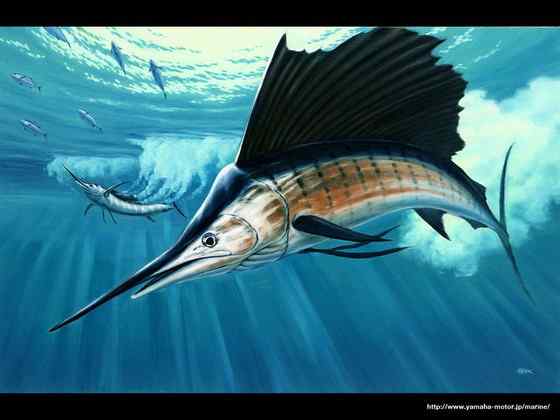 海明威《老人与海》中的旗鱼 Sailfish、Billfish