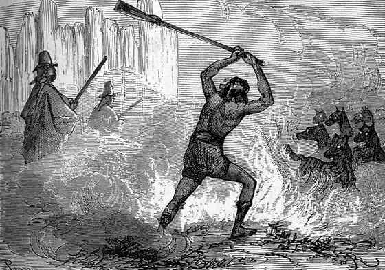 既像狐狸又像狼的奇特动物  鬃狼