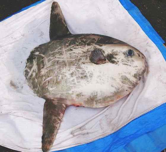 最大的硬骨鱼  巨大无比的头  翻车鱼