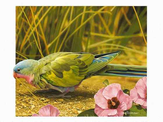 澳洲最娇柔的鹦鹉——公主鹦鹉 Polytelis alexandrae