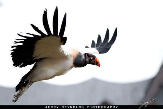 最漂亮的猛禽食腐鸟 王鹫 最漂亮的猛禽食腐鸟 王鹫