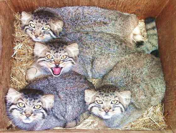 绿眼睛的肥猫羊猞猁  兔狲 Otocolobus manul