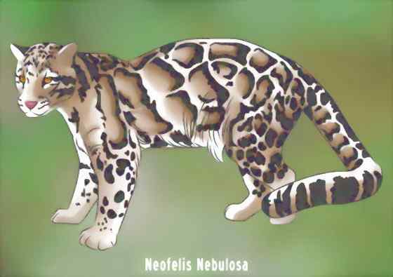 云豹最痴情 Neofelis nebulosa 云豹最痴情 Neofelis nebulosa