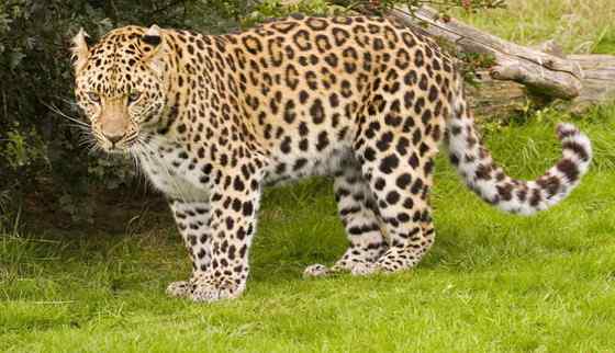 仅次于东北虎的大型猫科动物 远东豹