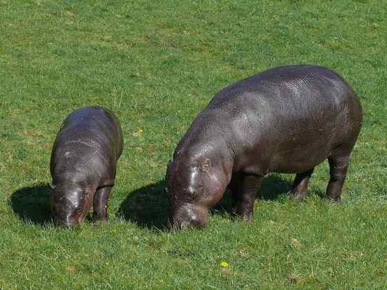 倭河马 河马世界第二
