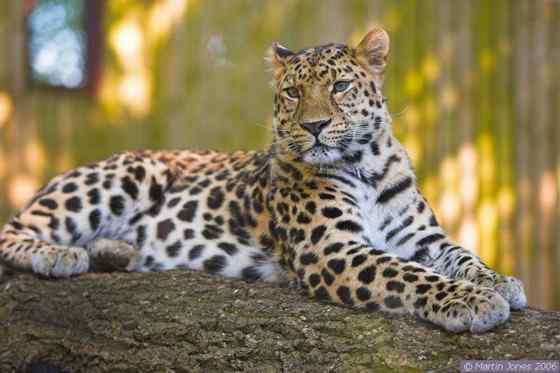 仅次于东北虎的大型猫科动物 远东豹