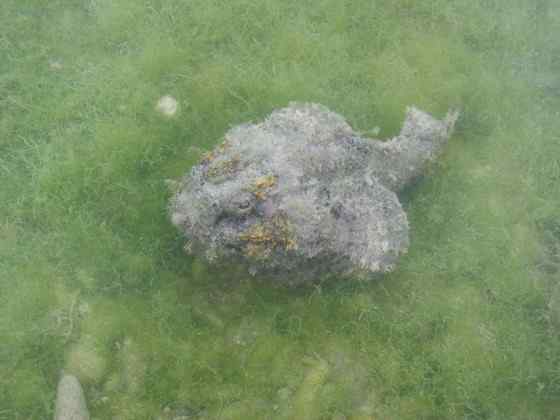 危险的鱼咬人 石鱼 危险的鱼咬人 石鱼