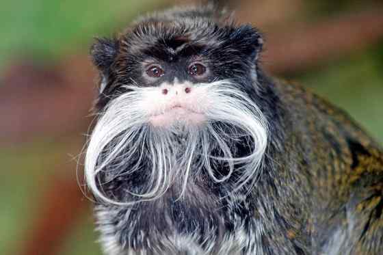 南美洲长须狨 Saguinus imperator