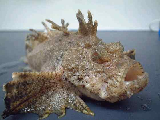 危险的鱼咬人 石鱼 危险的鱼咬人 石鱼