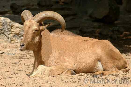 非洲唯一的野生羊种——鬣羊 bearded argali 非洲唯一的野生羊种——鬣羊 bearded argali