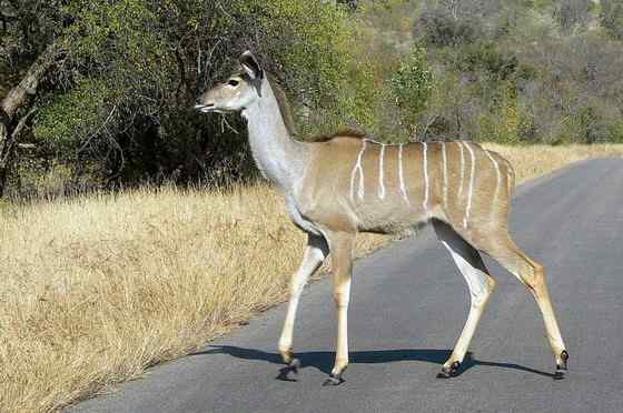 大型羚羊  扭角林羚 Tragelaphus strepsiceros