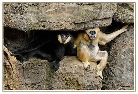 高度濒危的白颊长臂猿 Hylobates leucogenys