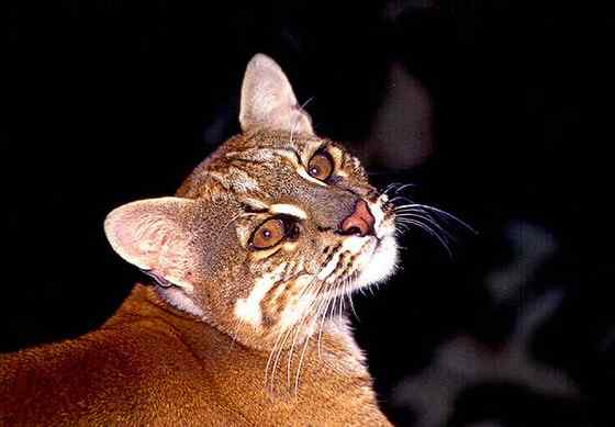 龙虎彪豹中的“彪”——亚洲金猫