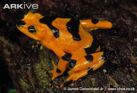 巴拿马金蛙 黄金箭毒蛙(Golden Arrow Poison Frog) 巴拿马金蛙 黄金箭毒蛙(Golden Arrow Poison Frog)