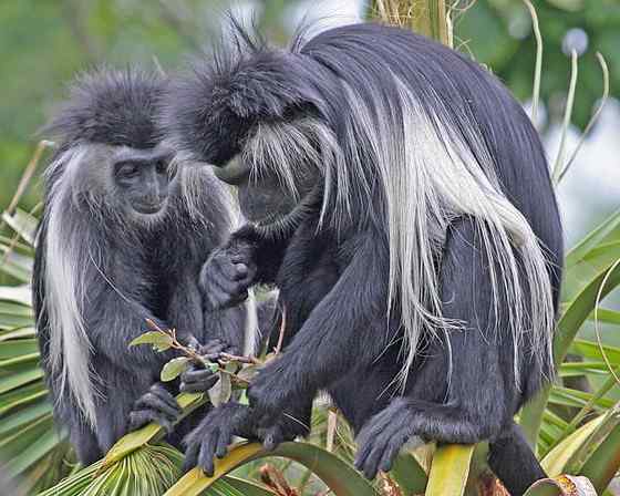 非洲特有的灵长目动物  黑白疣猴