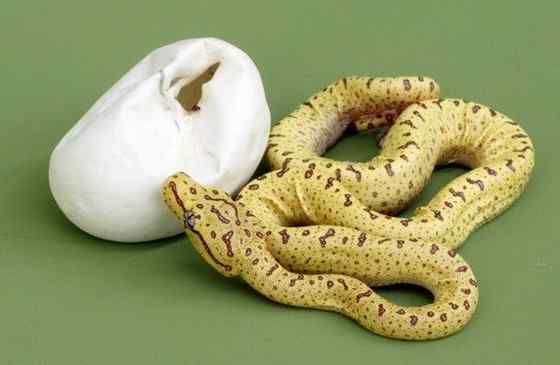 养蟒蛇当宠物  绿树蟒