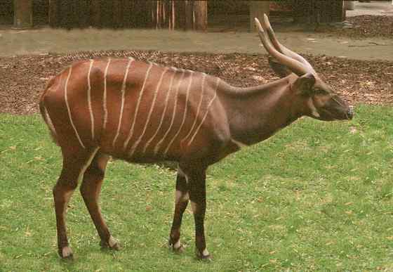 非洲最漂亮的羚羊之一  紫羚 bongo