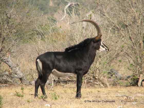 《封神演义》中闻太师的“墨麒麟”  貂羚