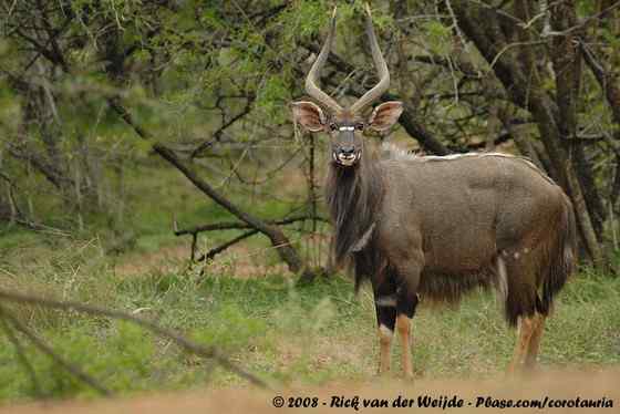 淡蓝色的羚羊——东非条纹羚 Tragelaphus angasii