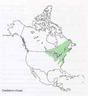 长相奇特的动物  星鼻鼹