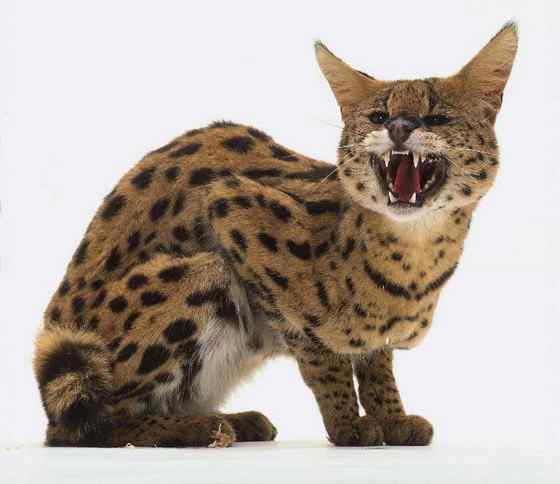 非洲最常见的猫科动物之一  薮猫