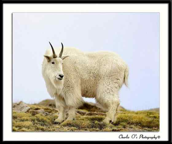 北美洲独有的本土羊类——石山羊 Oreamnos americanus