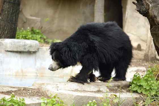 吃蚂蚁的熊  懒熊