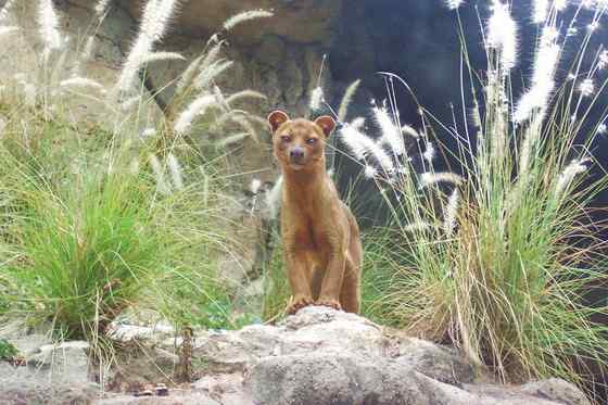 雌雄难辨 怪兽隐肛狸 Cryptoprocta ferox