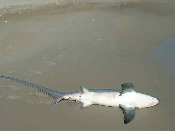 长尾巴的鲨鱼  弧形长尾鲨 Alopias vulpinus