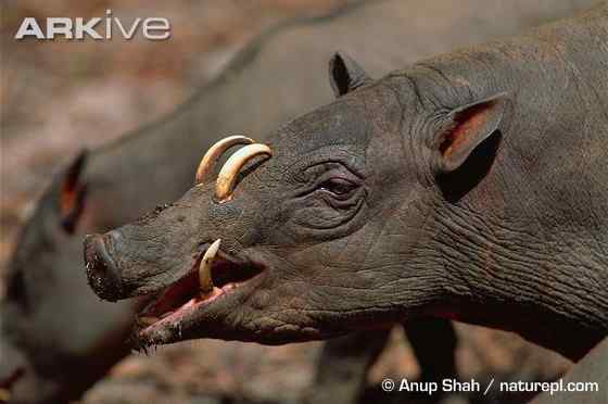 印度尼西亚的四牙猪  鹿豚