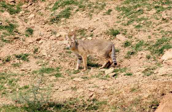 狸猫换太子中的狸猫
