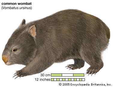 澳洲考拉--袋熊