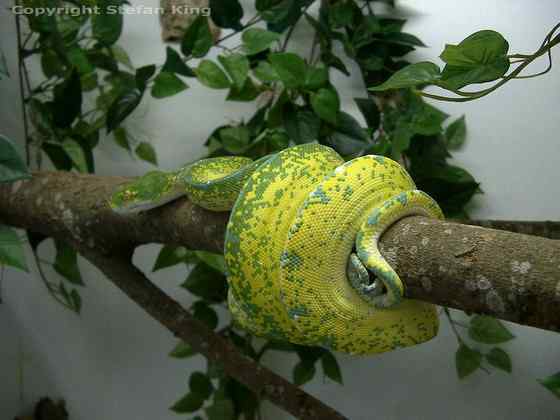 养蟒蛇当宠物  绿树蟒