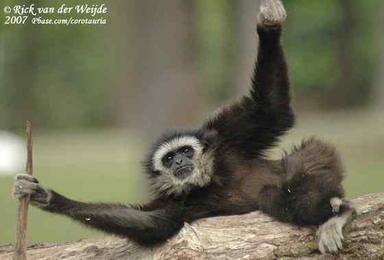 稀有的白掌长臂猿 Hylobates lar