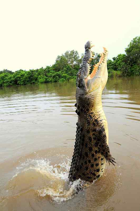 三国周处除三害  湾鳄(还有猛虎和他自己) 韩愈也参加了