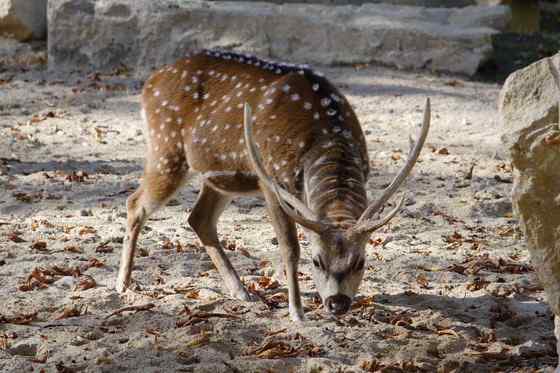 亚洲独有的鹿类  白斑鹿