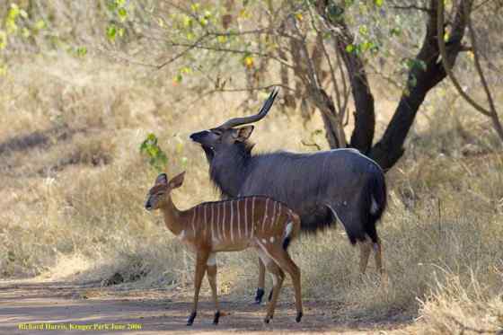 淡蓝色的羚羊——东非条纹羚 Tragelaphus angasii