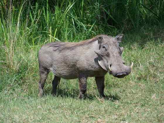 ubuntu开发代号 狮子王的好伙伴  疣猪