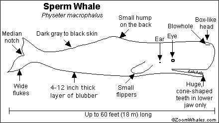 抹香鲸真的很香