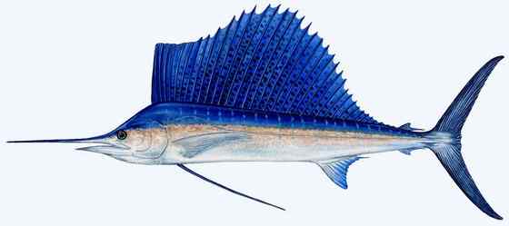 海明威《老人与海》中的旗鱼 Sailfish、Billfish
