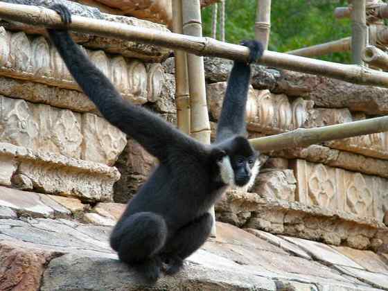 高度濒危的白颊长臂猿 Hylobates leucogenys