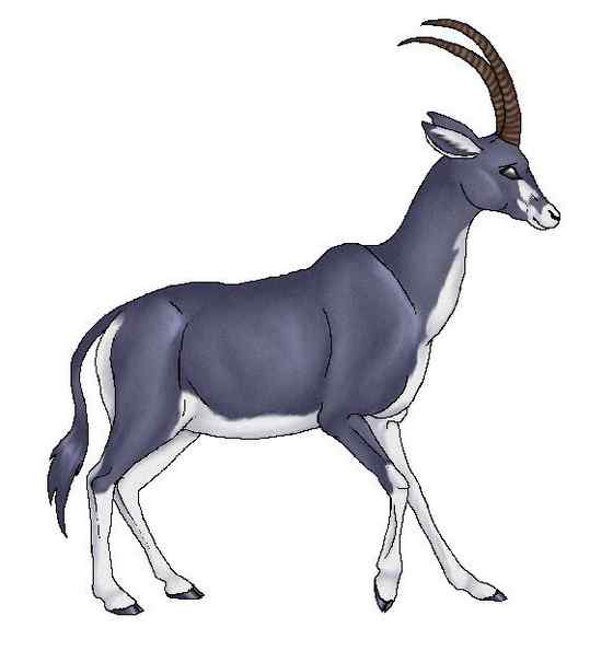 《封神演义》中闻太师的“墨麒麟”  貂羚