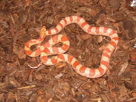 玉米锦蛇 粟米蛇、玉米蛇、红鼠蛇