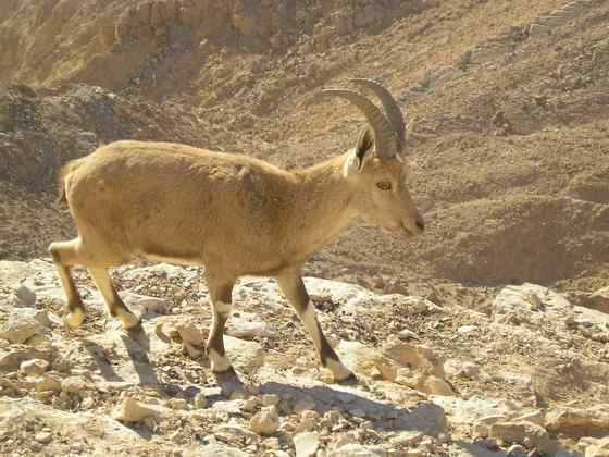 英俊的大角羊  云山羊