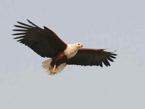 长得和白头海雕很像的吼海雕 Haliaeetus vocifer