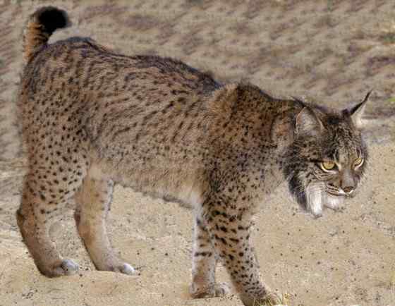 数量最少的猫科动物  伊比利亚猞猁、西班牙猞猁